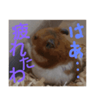 関西ハムスター一家（個別スタンプ：12）