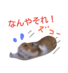 関西ハムスター一家（個別スタンプ：13）