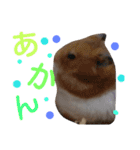 関西ハムスター一家（個別スタンプ：16）