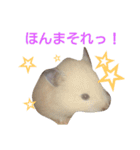 関西ハムスター一家（個別スタンプ：17）