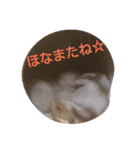 関西ハムスター一家（個別スタンプ：19）