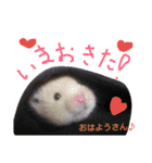 関西ハムスター一家（個別スタンプ：21）