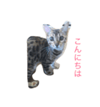 モデル:せんちゃん（個別スタンプ：1）