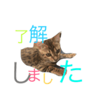 モデル:せんちゃん（個別スタンプ：3）