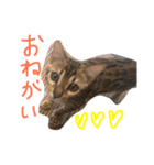 モデル:せんちゃん（個別スタンプ：7）