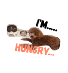 CHIRO Tiny poodle 3（個別スタンプ：1）