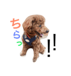 CHIRO Tiny poodle 3（個別スタンプ：2）