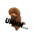 CHIRO Tiny poodle 3（個別スタンプ：4）