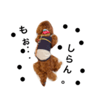 CHIRO Tiny poodle 3（個別スタンプ：5）