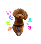 CHIRO Tiny poodle 3（個別スタンプ：6）