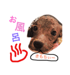 CHIRO Tiny poodle 3（個別スタンプ：7）