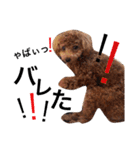 CHIRO Tiny poodle 3（個別スタンプ：8）