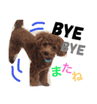 CHIRO Tiny poodle 3（個別スタンプ：9）