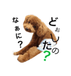 CHIRO Tiny poodle 3（個別スタンプ：10）