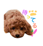 CHIRO Tiny poodle 3（個別スタンプ：11）