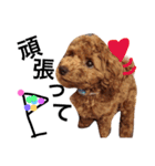 CHIRO Tiny poodle 3（個別スタンプ：12）