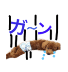 CHIRO Tiny poodle 3（個別スタンプ：13）