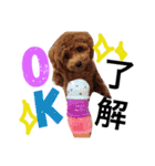 CHIRO Tiny poodle 3（個別スタンプ：14）