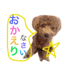 CHIRO Tiny poodle 3（個別スタンプ：15）