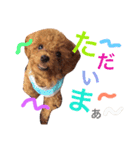 CHIRO Tiny poodle 3（個別スタンプ：16）