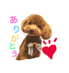 チロの毎日2（個別スタンプ：11）
