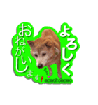 柴犬 ももこもも（個別スタンプ：1）