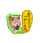 柴犬 ももこもも（個別スタンプ：2）