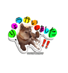 柴犬 ももこもも（個別スタンプ：3）