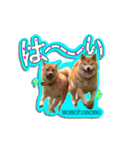 柴犬 ももこもも（個別スタンプ：7）