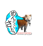 柴犬 ももこもも（個別スタンプ：8）