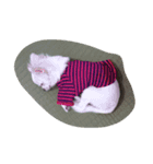 zzz zzz（個別スタンプ：1）
