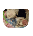 zzz zzz（個別スタンプ：5）