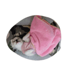 zzz zzz（個別スタンプ：6）