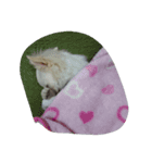 zzz zzz（個別スタンプ：8）