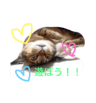 ちゃーさんスタンプ（個別スタンプ：3）