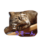 ちゃーさんスタンプ（個別スタンプ：6）