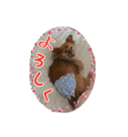 ポコさん『日常会話』（個別スタンプ：5）