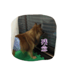 ポコさん『日常会話』（個別スタンプ：8）