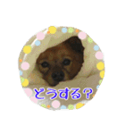 ポコさん『日常会話』（個別スタンプ：10）
