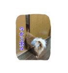 ポコさん『日常会話』（個別スタンプ：12）