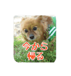 ポコさん『日常会話』（個別スタンプ：13）