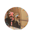 ポコさん『日常会話』（個別スタンプ：22）