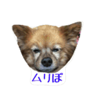 ポコさん『日常会話』（個別スタンプ：24）