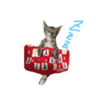 うちのにゃんこ みーこ（個別スタンプ：1）