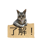 うちのにゃんこ みーこ（個別スタンプ：5）