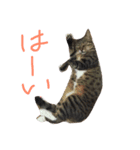 うちのにゃんこ みーこ（個別スタンプ：9）