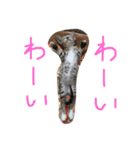 うちのにゃんこ みーこ（個別スタンプ：11）