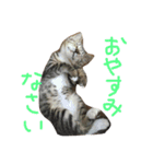 うちのにゃんこ みーこ（個別スタンプ：15）