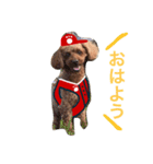 広島LOVE犬（個別スタンプ：3）