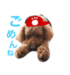 広島LOVE犬（個別スタンプ：5）